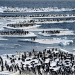 adelie-penguins-625x450