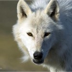 arctic-wolf-625x450