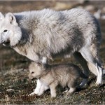 arctic-wolf-and-pup-625x450