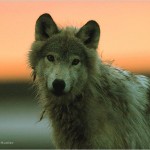 arctic-wolf-barrenlands-625x450