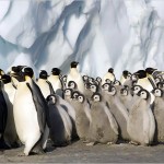 emperor-penguin-families-625x450
