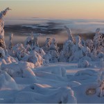frozen-forest-625x450