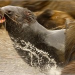fur-seals-fighting-625x450