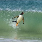 gentoo-penguin-surfing-625x450