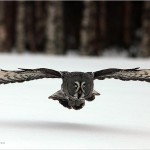 great-gray-owl-625x450