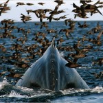 humpback-and-shearwaters-625x450