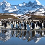 king-penguin-colony-625x450