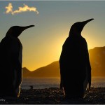 king-penguins-at-dawn-625x450