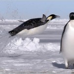 leaping-emperor-penguin-625x450