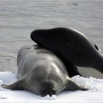 orca-kills-weddell-seal-625x450