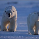 polar-bear-couple-625x450