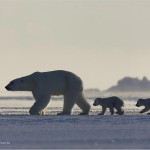 polar-bear-leads-cubs-625x450
