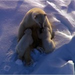 polar-bear-nursing-625x450