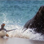 sea-lion-chases-penguin-625x450