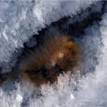 woolly-bear-caterpillar-625x450